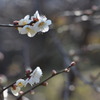 ２月の梅