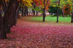 紅葉の絨毯
