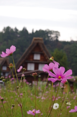のどかなとこ
