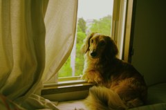 愛犬。。。