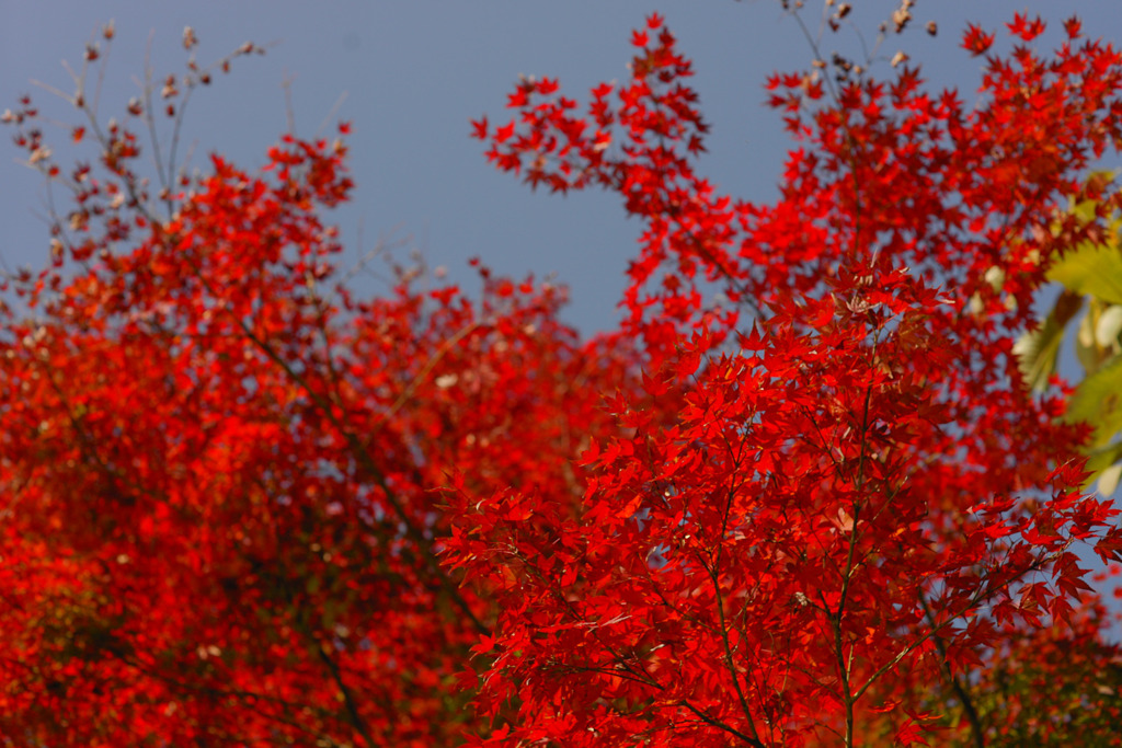 紅葉