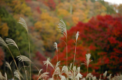 紅葉