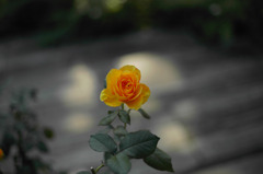 薔薇