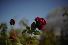 薔薇