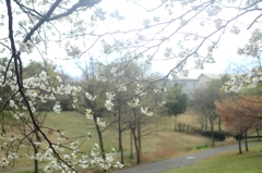 雨のち桜