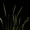 The line of light