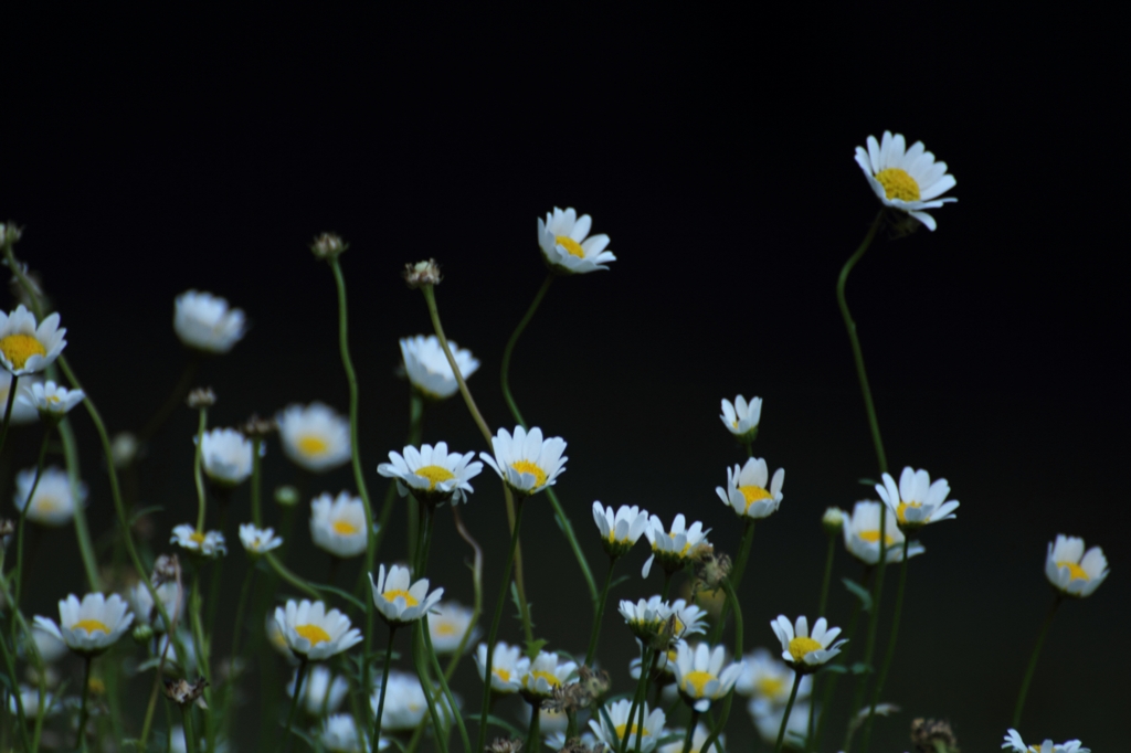 宇宙に咲く花 by makosan （ID：1877217） - 写真共有サイト:PHOTOHITO