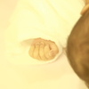 Tesoro ------宝物