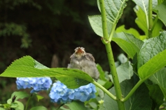 紫陽花日記　視線