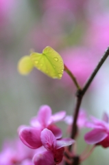 春雨の色彩