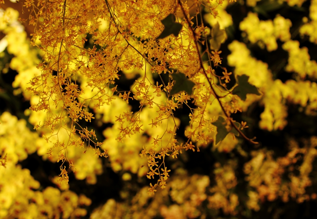 線香花火