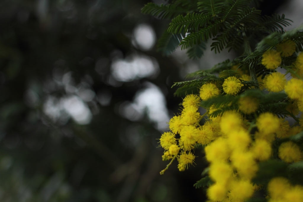 木陰の花火