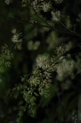 霧中の花火