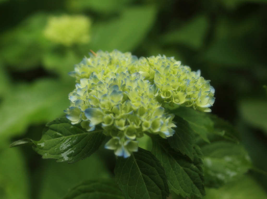 雨待つ花