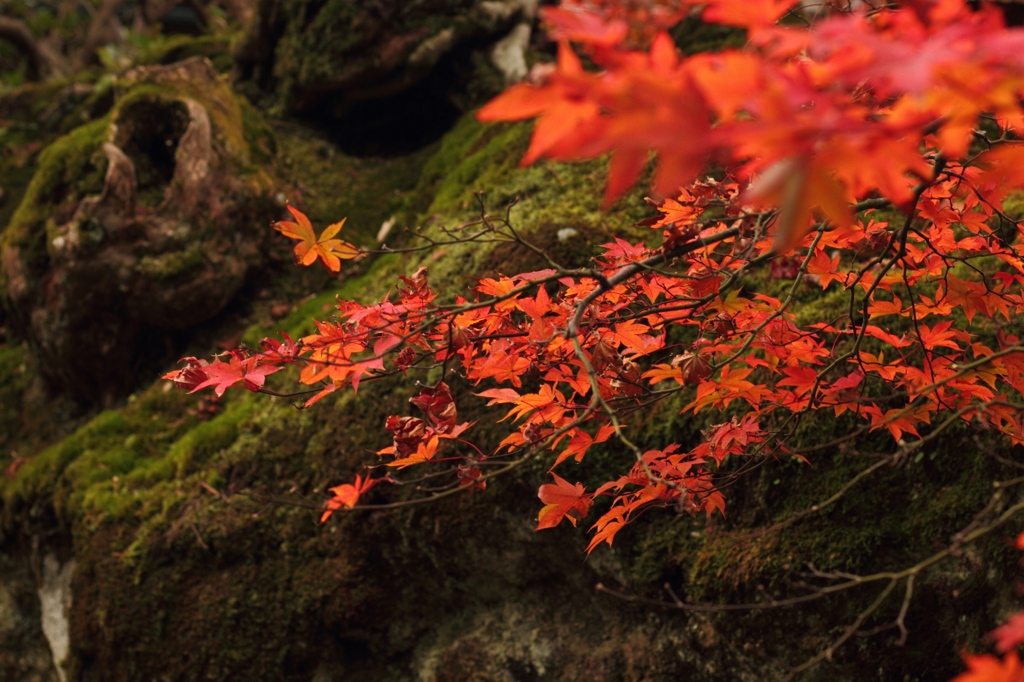 The japan contrast