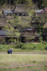 れんげ咲く頃