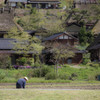 れんげ咲く頃