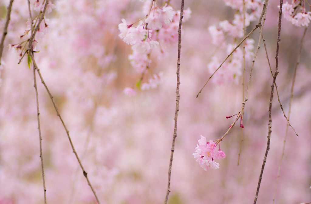 春の夢
