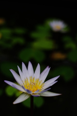静・睡蓮