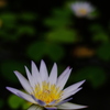 静・睡蓮