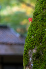 寄り道（苔編）