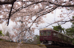 桜と阪急電車