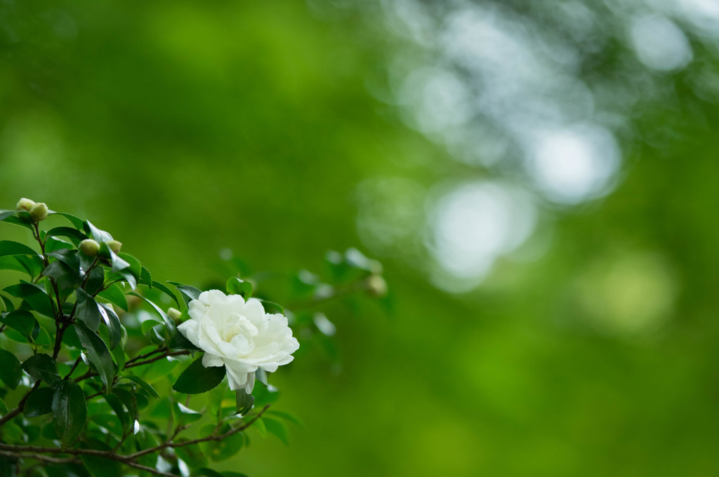 山茶花