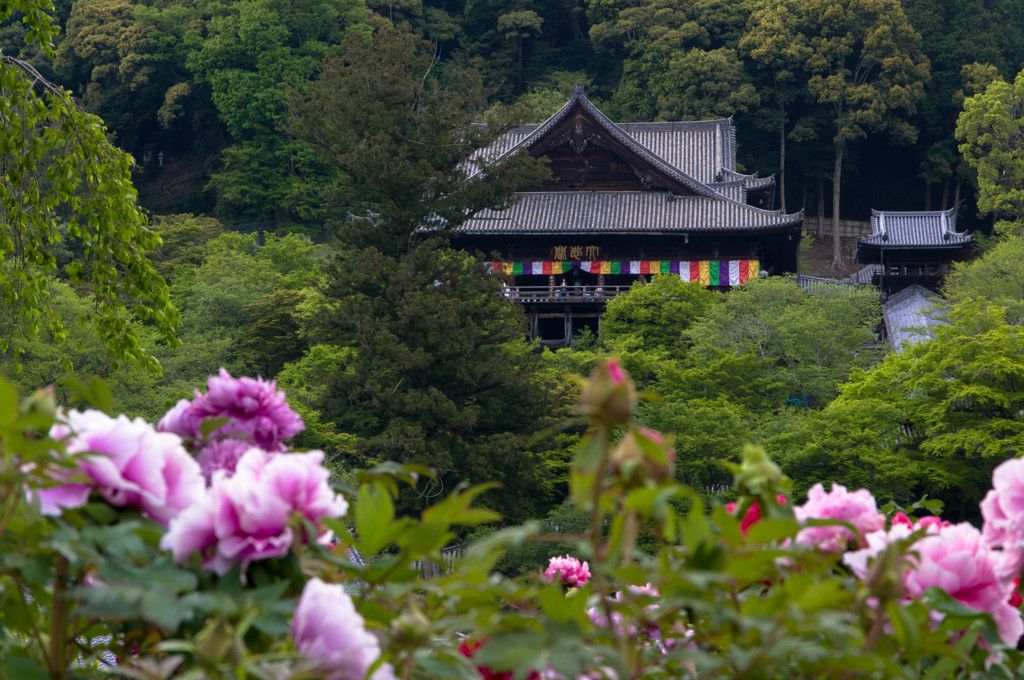 牡丹のお寺