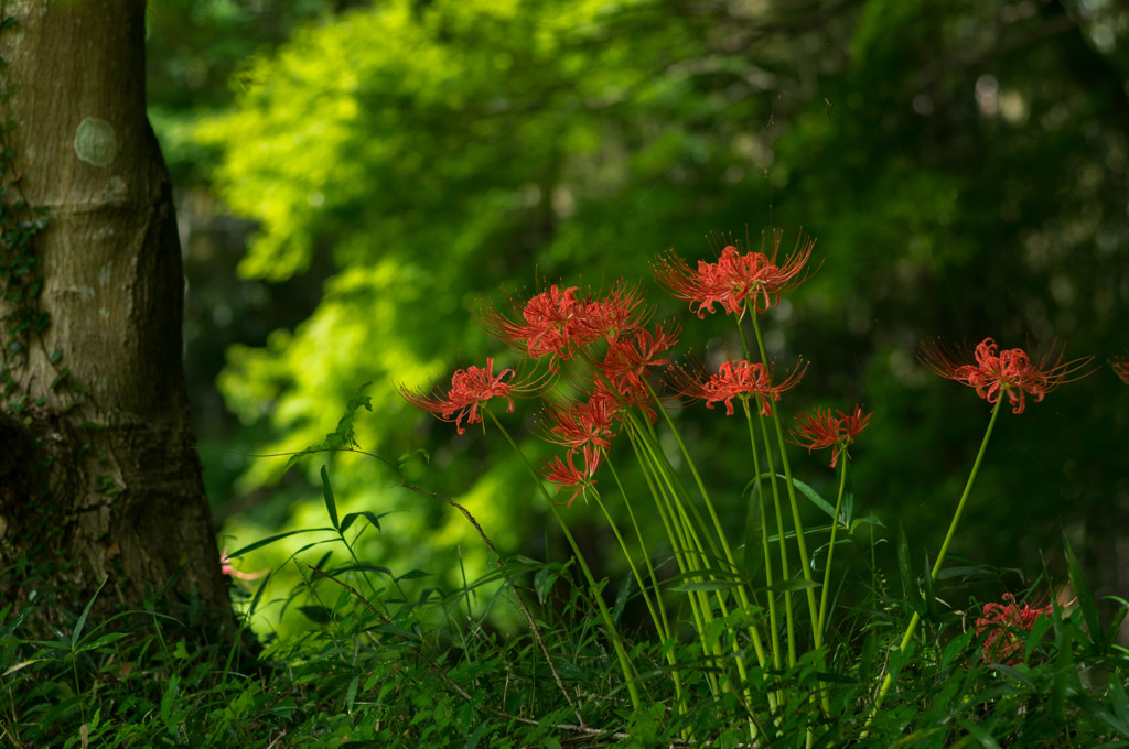 天上の花　4