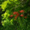 天上の花　4