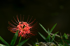 天上の花　1