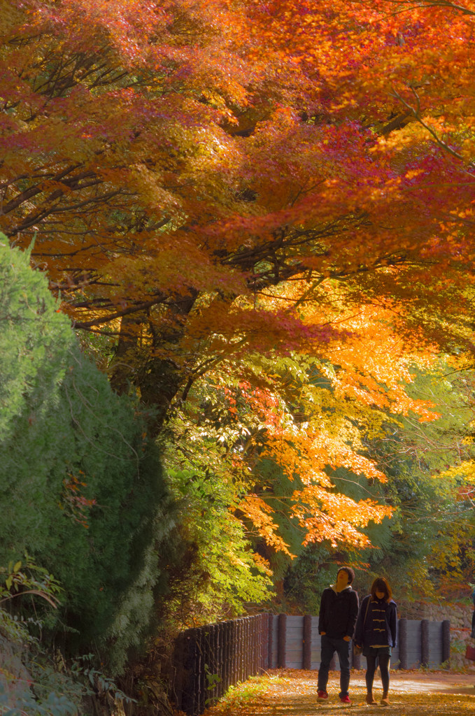 紅葉の小路