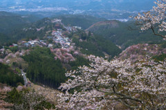 吉野山讃歌