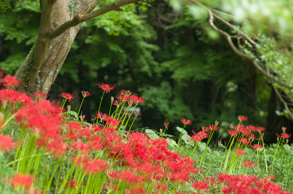 天上の花　2