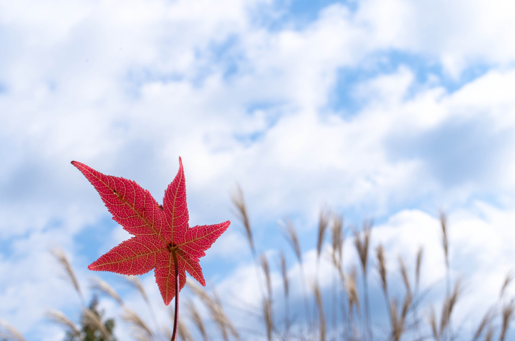 ♪ 手のひらを太陽に～