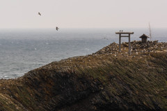 ウミネコの島