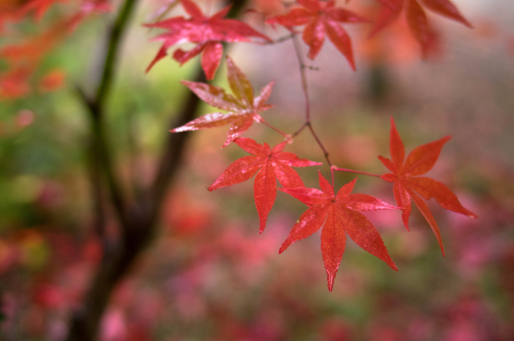 濡れ紅葉