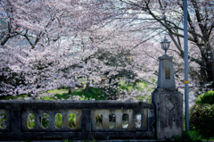 石橋と桜