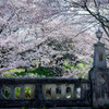 石橋と桜