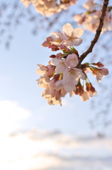 桜日和