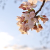 桜日和