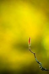 autumn lamp