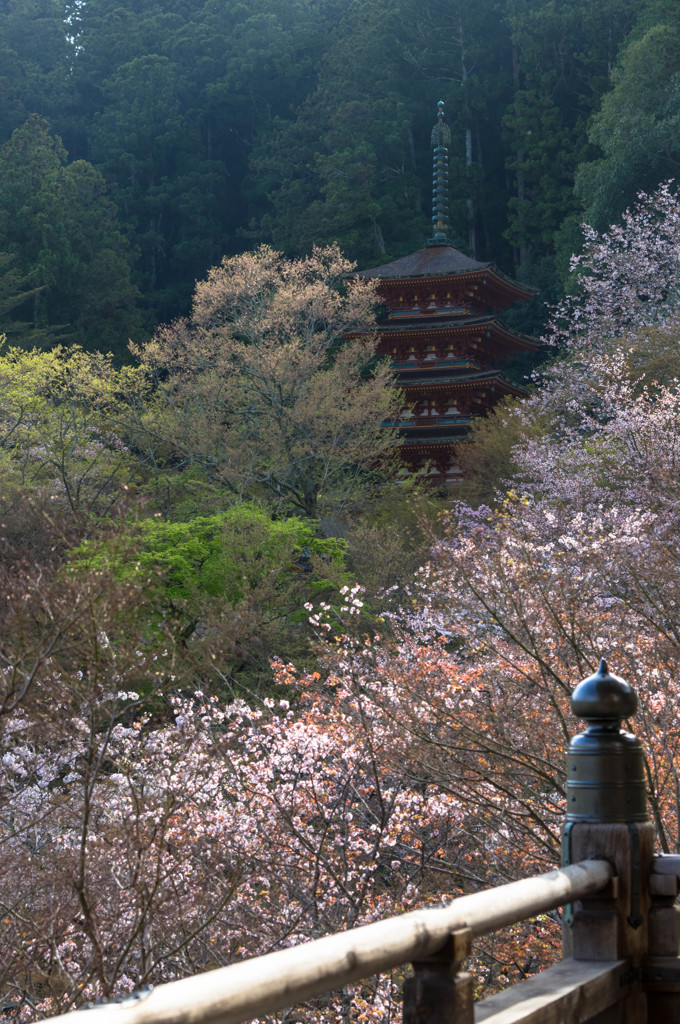 桜燦燦