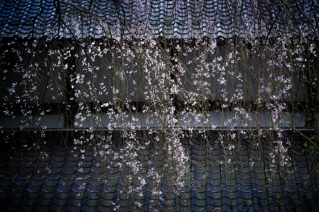 桜雨 日本の風景