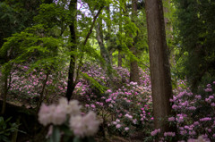 石楠花の森