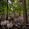 石楠花の森