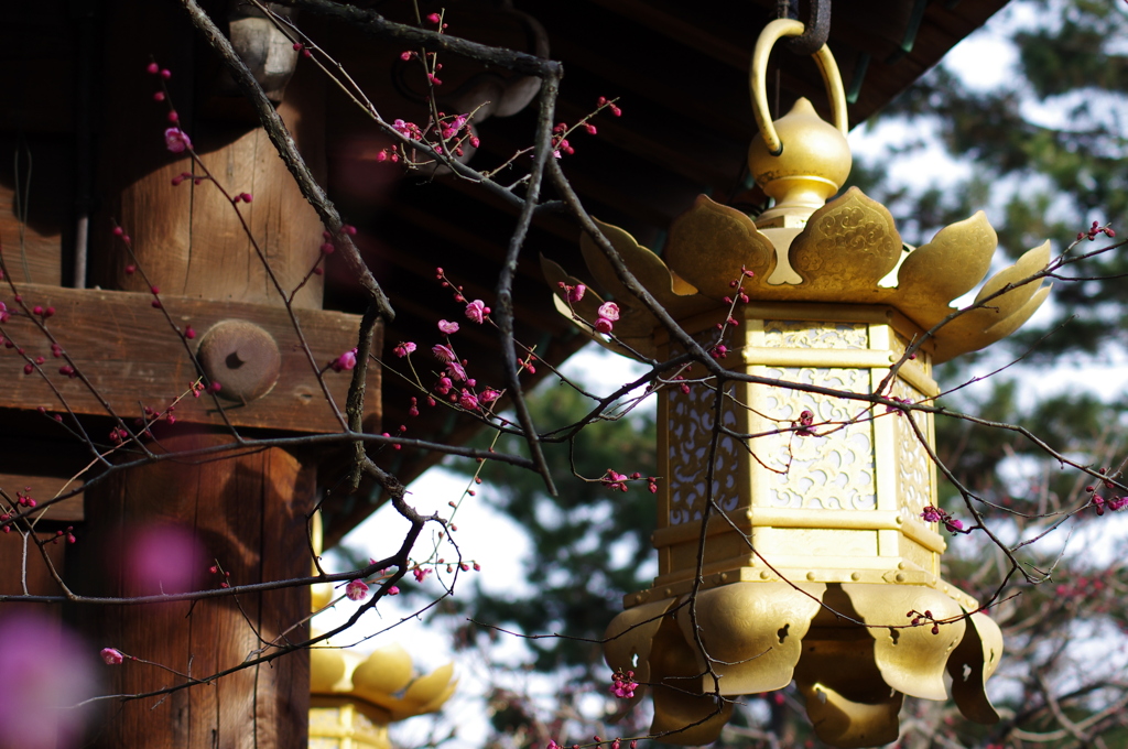 京都北野天満宮2