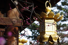 京都北野天満宮2