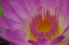 華・睡蓮