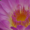 華・睡蓮